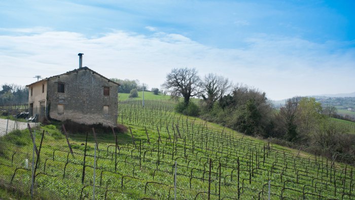 vigneti cantina san diego tolentino