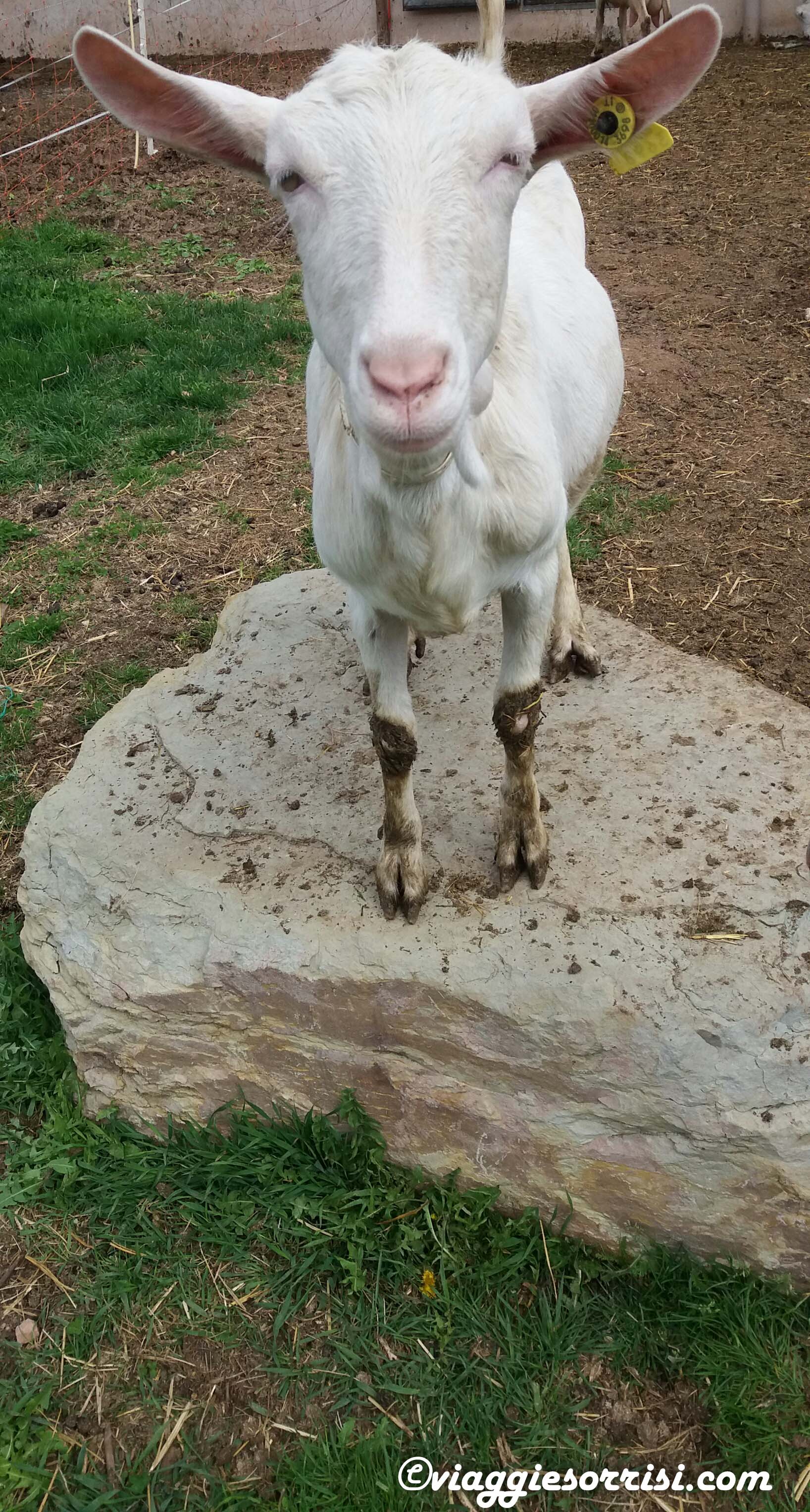 AZIENDA AGRICOLA DELLADIO