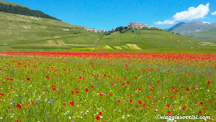 castelluccio norcia la fioritura