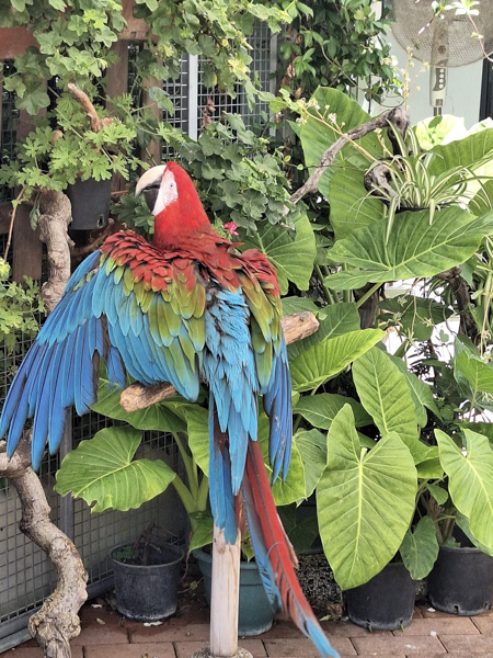 pappagalli italia in miniatura