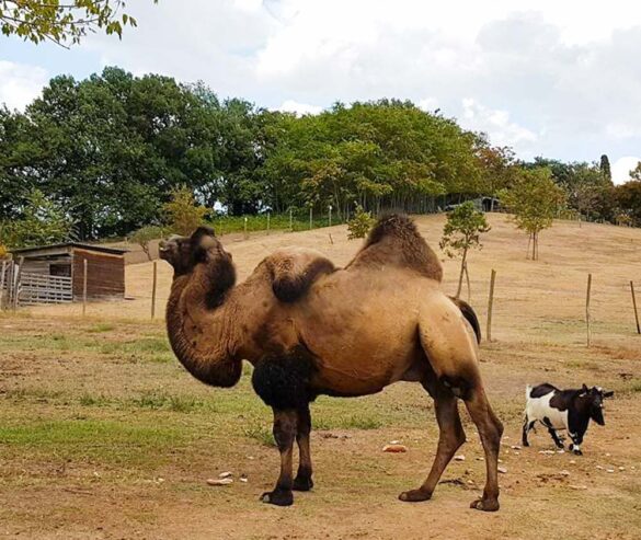 cammello santa paolina farm