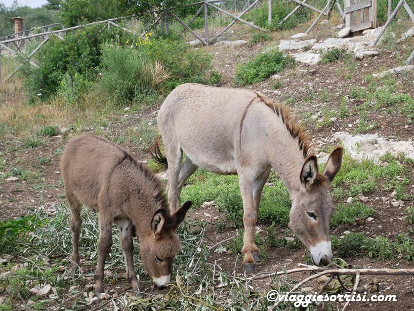 cala molinella asinelli