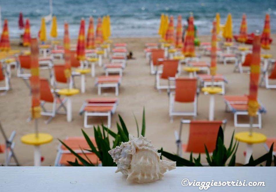 cala molinella conchiglia