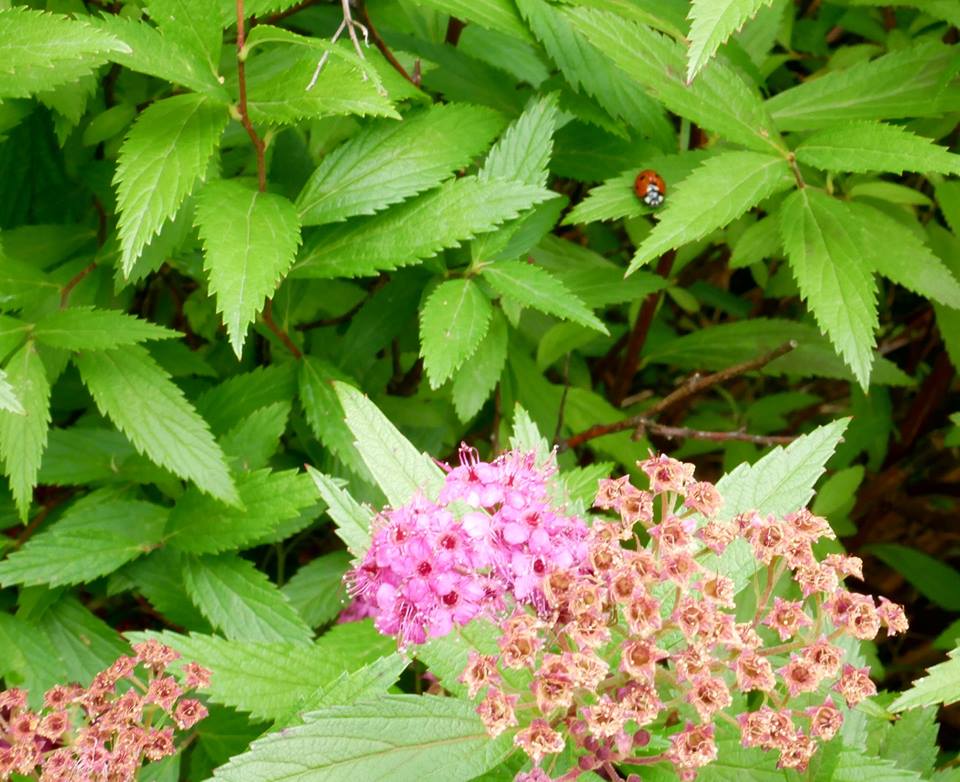 coccinella giardino delle farfalle