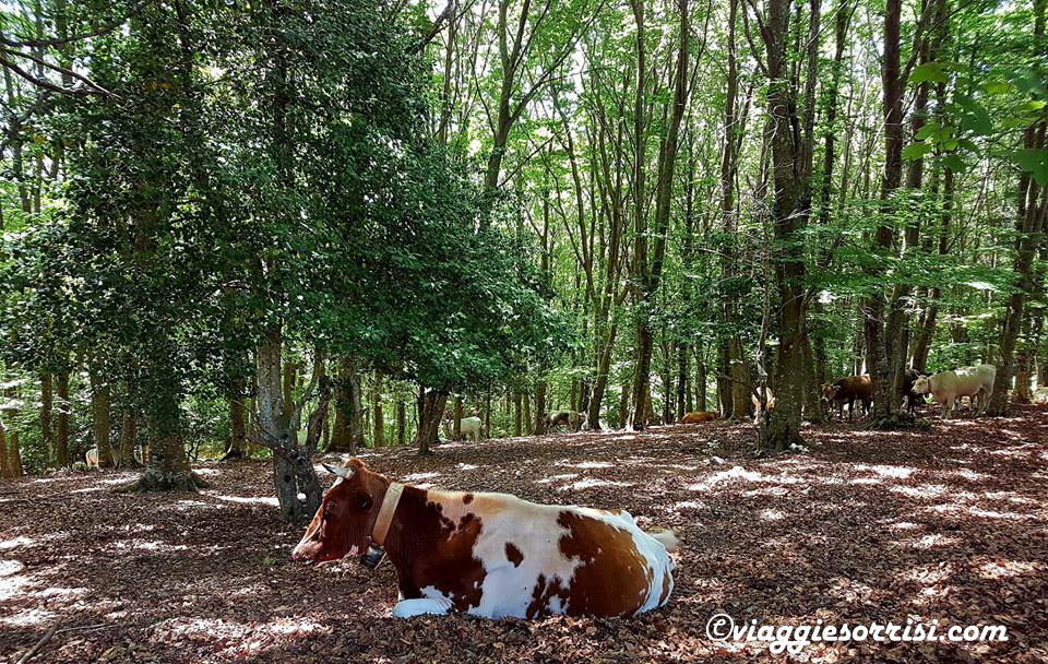 foresta umbra mucche