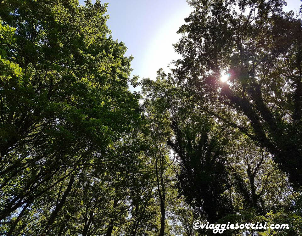 Foresta umbra gargano Foresta umbra gargano