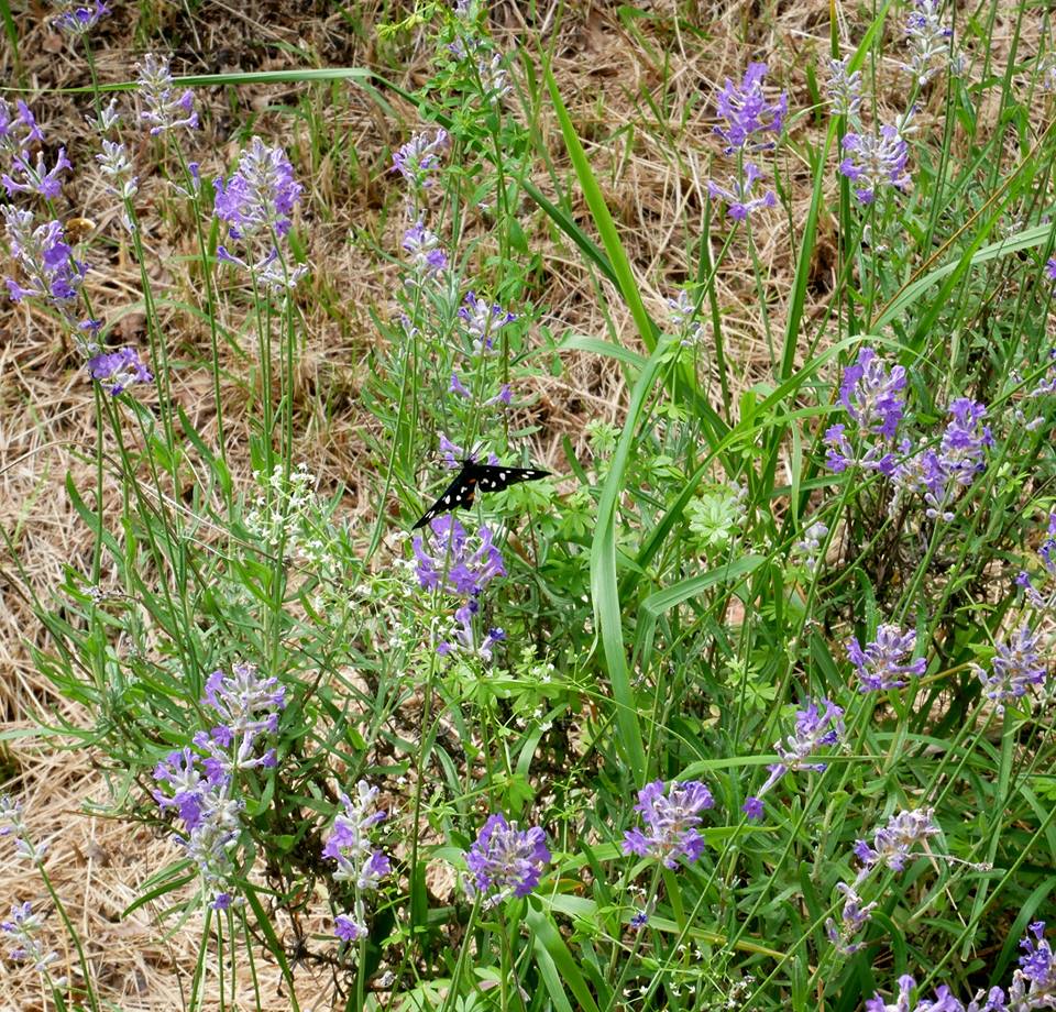 giardino delle farfalle e le sue farfalle