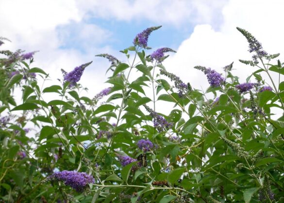 le farfalle al giardino delle farfalle di Cessapalombo