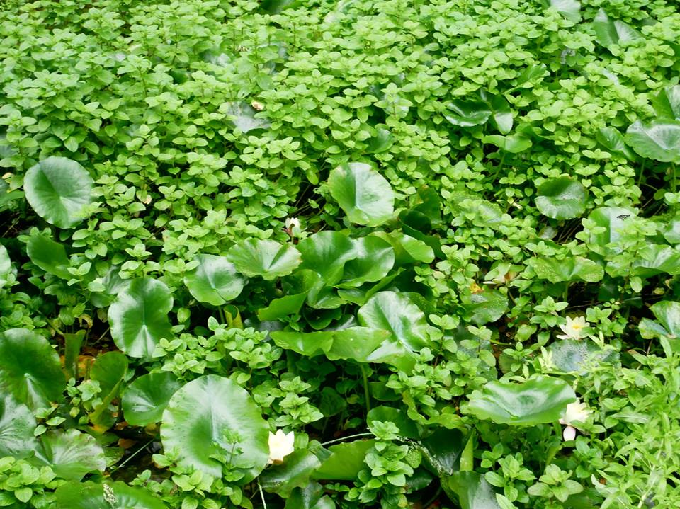 lo stagno giardino delle farfalle