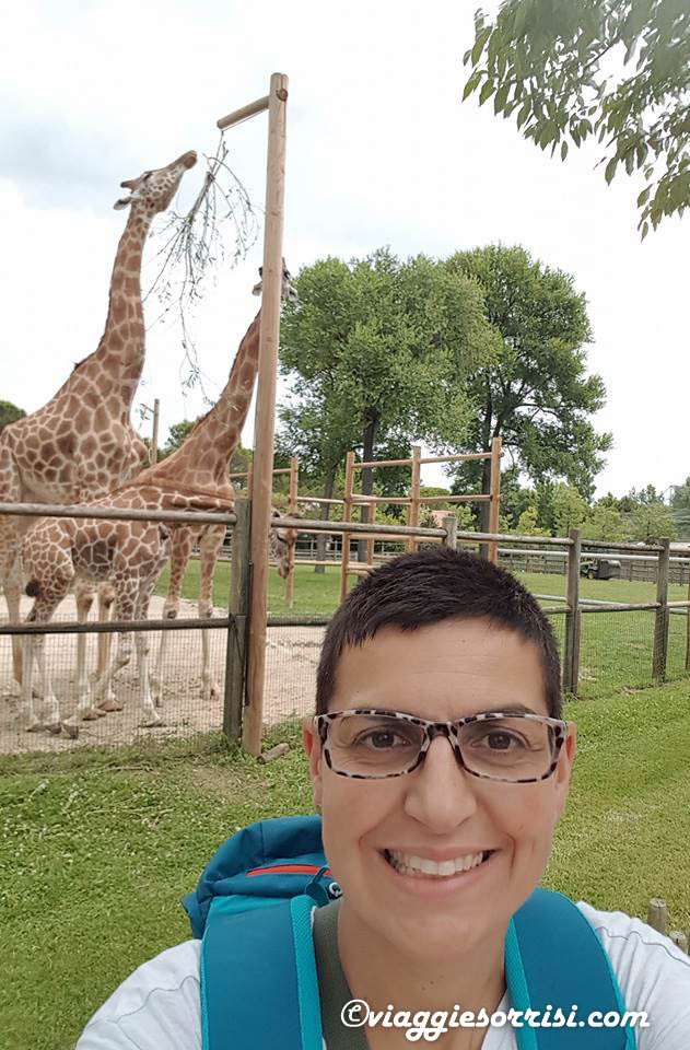 giraffe parco zoo punta verde