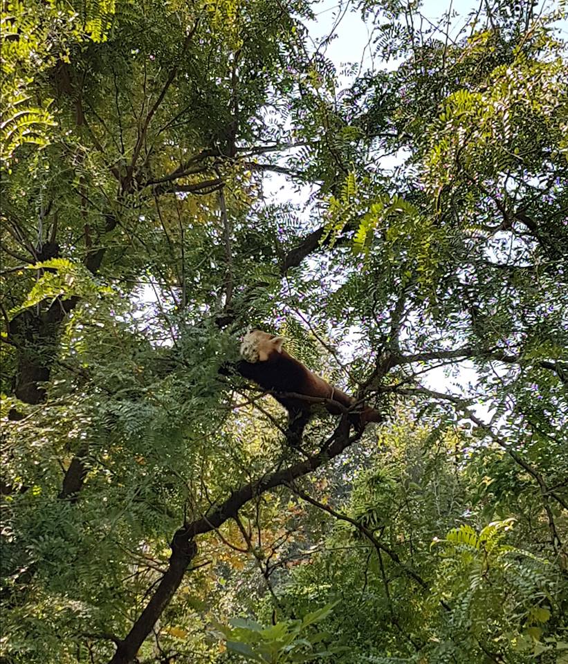parco natura viva panda rosso