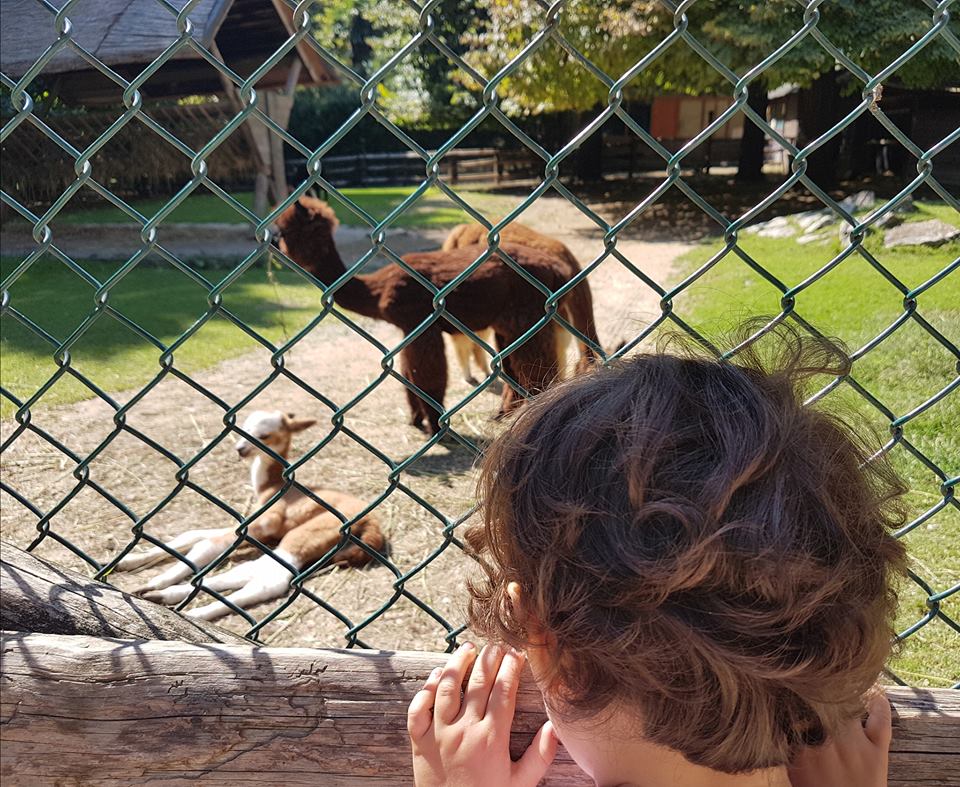 parco natura viva alpaca