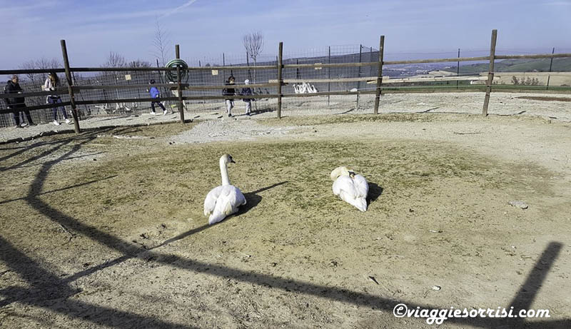 cigni fattoria di campagna montecarotto