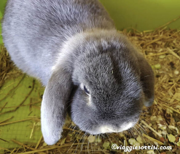 coniglietto fattoria di campagna montecarotto