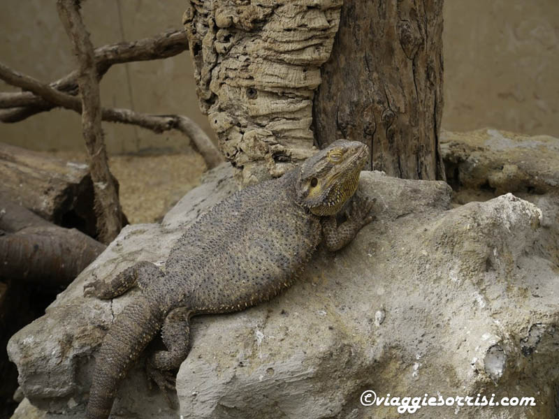 drago barbuto montegrotto