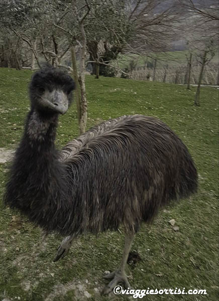 emu fattoria di campagna montecarotto