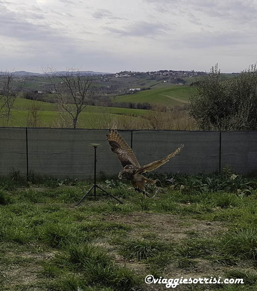 esibizione ali della terra fattoria di campagna di montecarotto