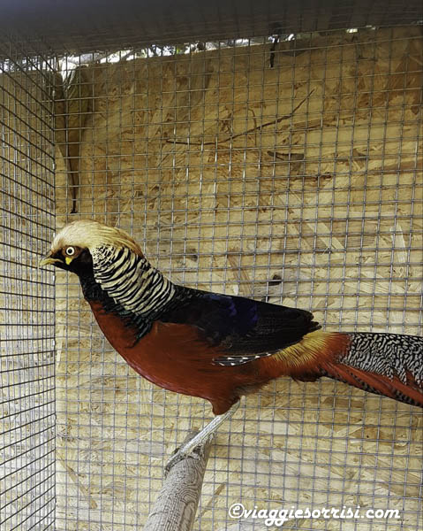 fagiano fattoria di campagna montecarotto