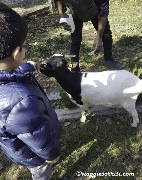 lollipop la capretta golosa fattoria di campagna