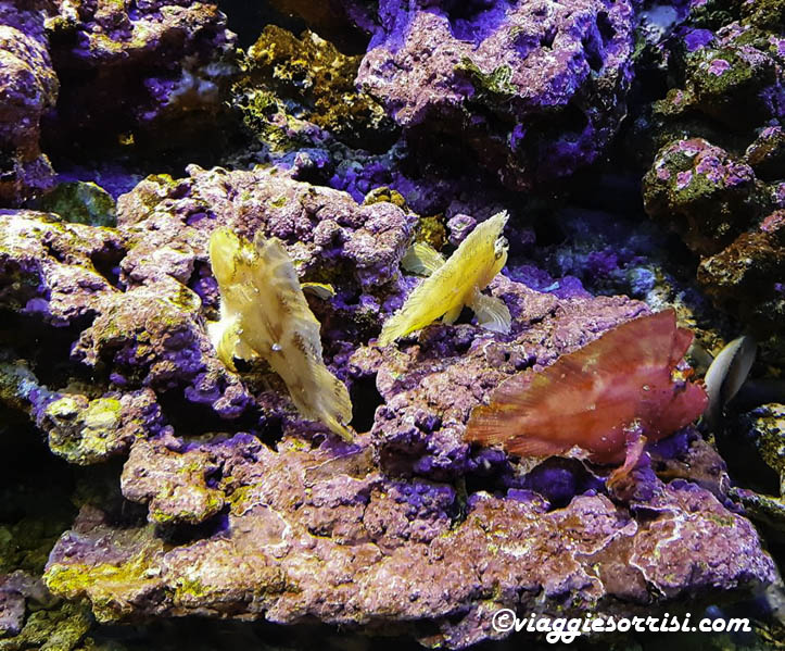 pesce scorfano acquario di cattolica