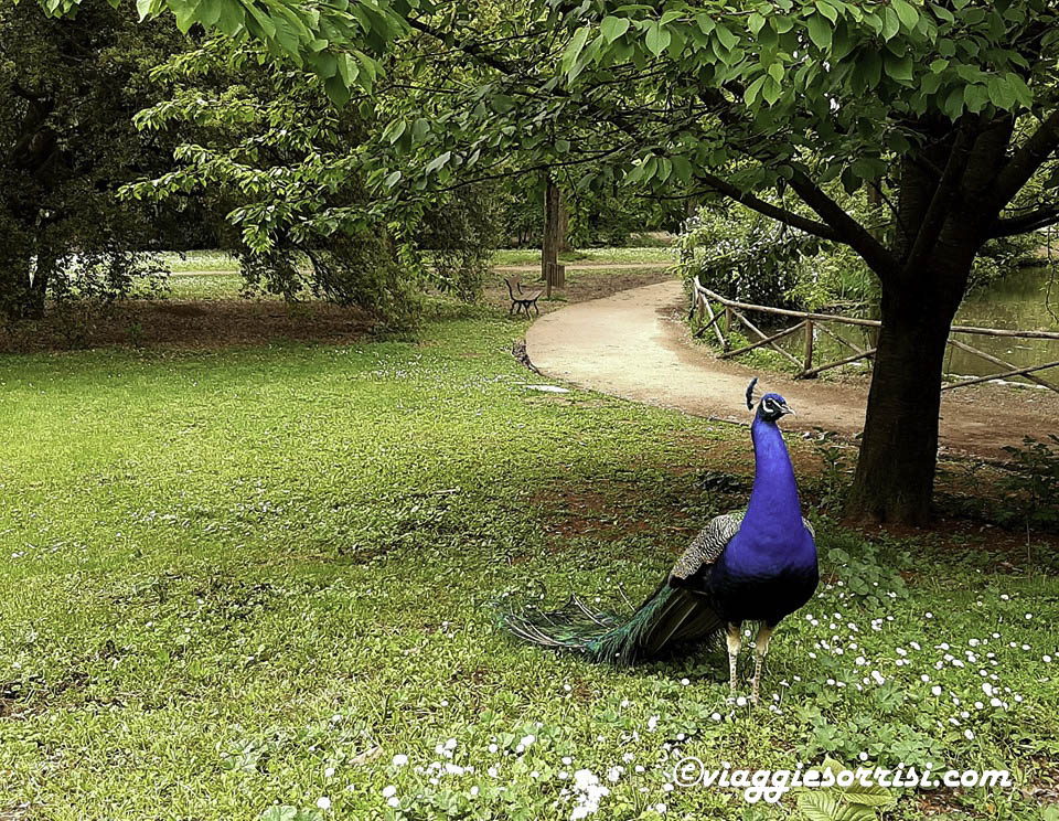 faenza parco bucci ra