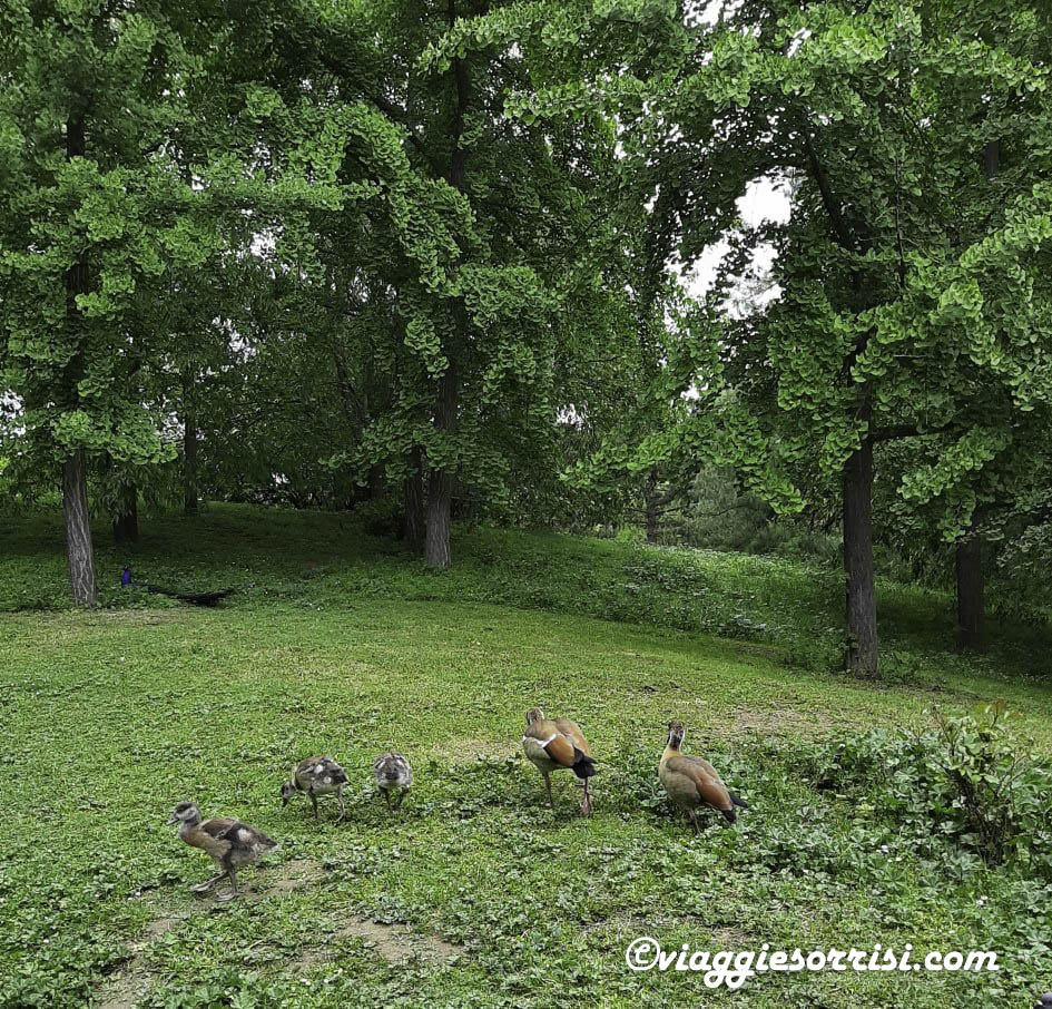 pavoni anatre parco bucci faenza