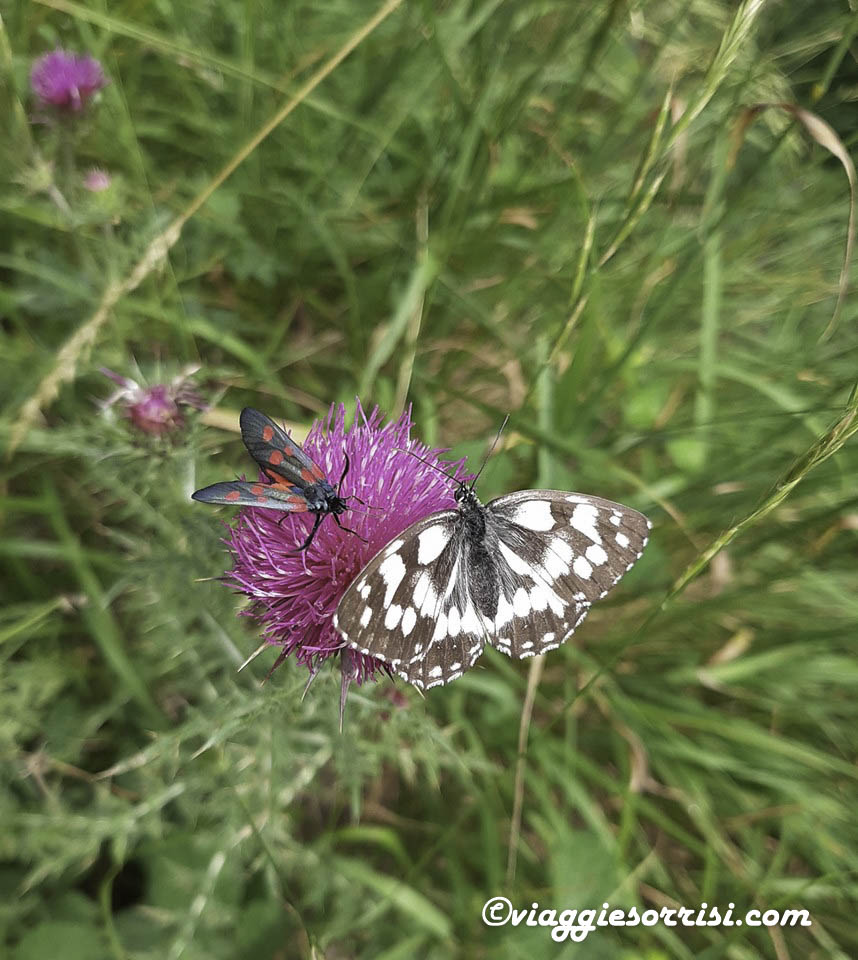 natura risorgimarche
