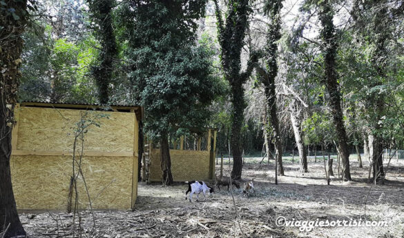 fattoria didattica treek park caprette