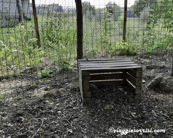 fattoria didattica treek park tartarughe