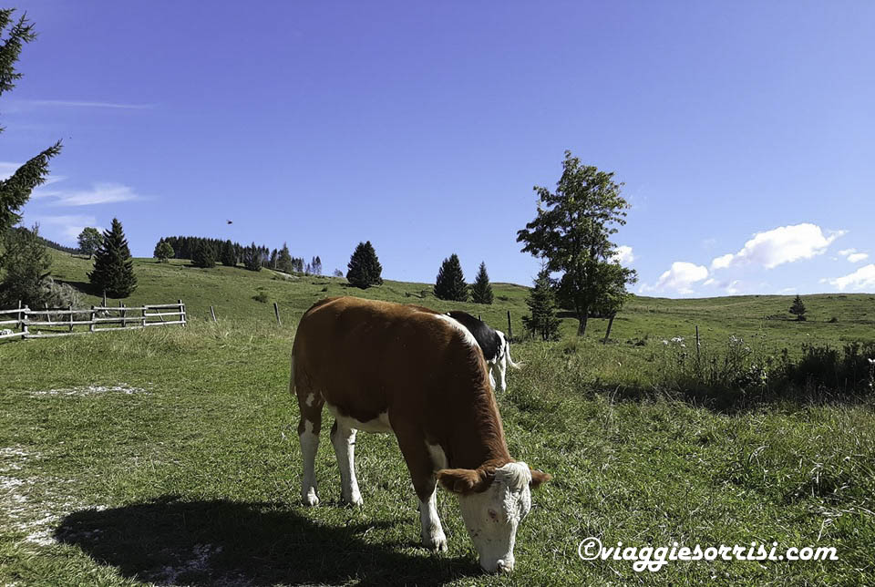 lavarone passo vezzena