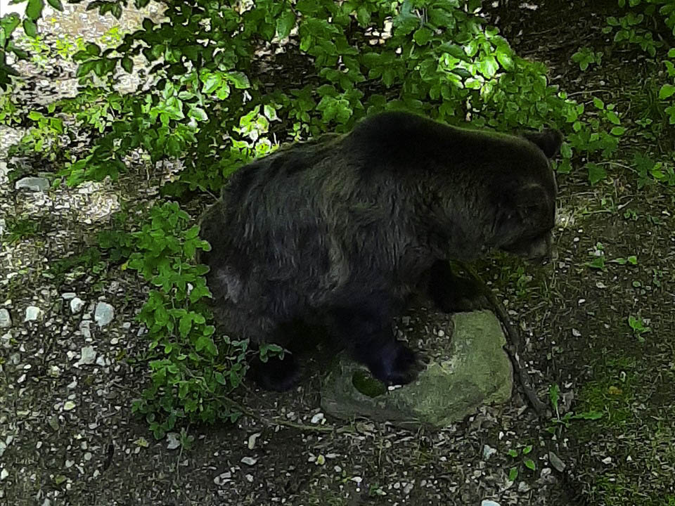 parco faunistico a spormaggiore orso