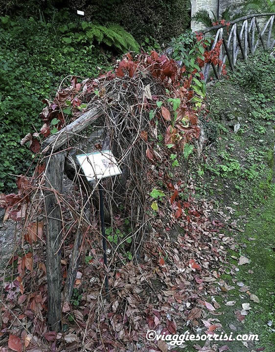 orto botanico camerino