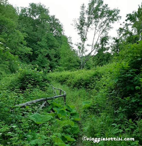 sentiero granchio nero erbaccia