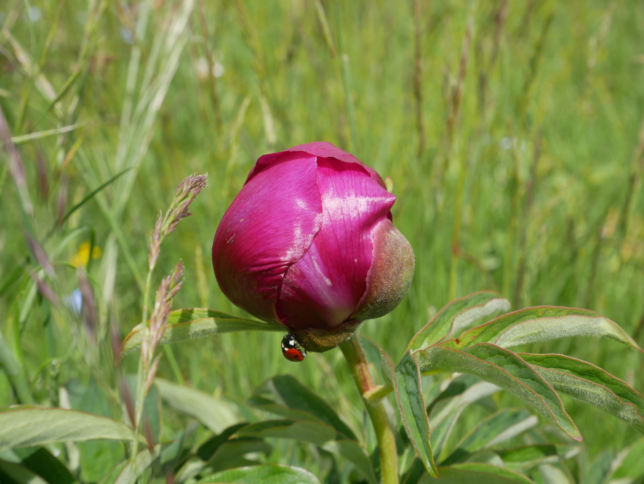 fioritura piani di ragnolo
