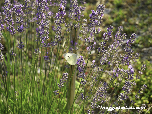 lavanda cingoli
