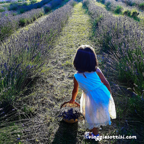 lavanda di camerino con bambini