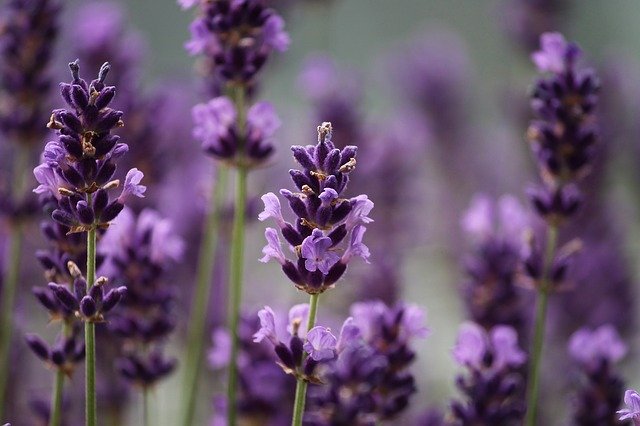 lavanda marche
