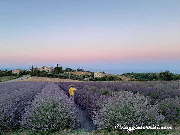lavanda massignano