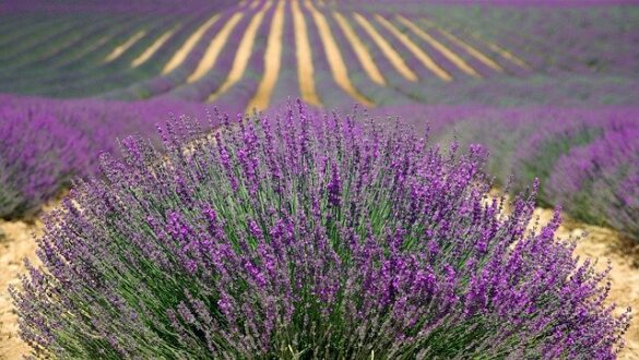 campi di lavanda nelle marche