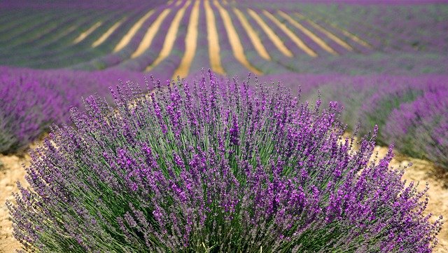 campi di lavanda nelle marche