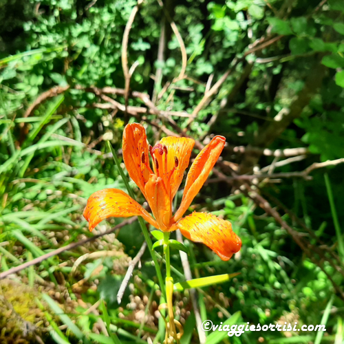GOLE DELL'INFERNACCIO FIORE