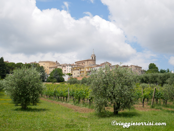 monte roberto vigneti