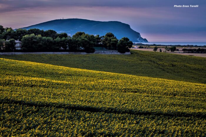 monte conero e girasoli