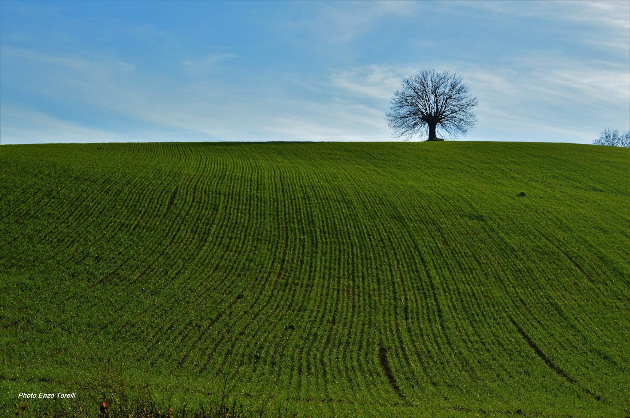 verde campagne marchigiane