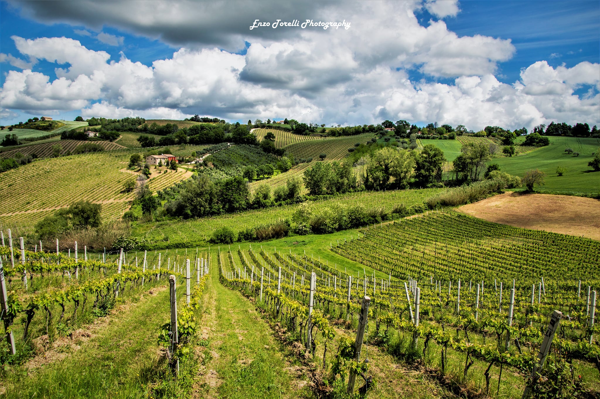 vigneti marche