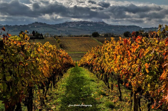 vigneti marche
