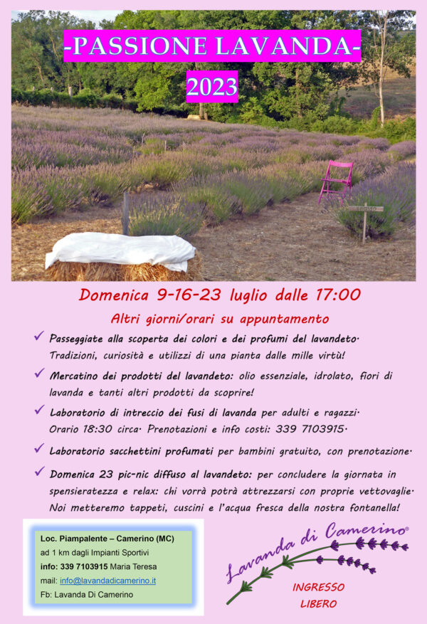 campi di lavanda marche