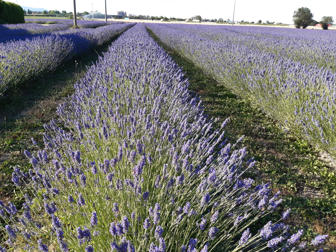 lavanda potenza picena marche