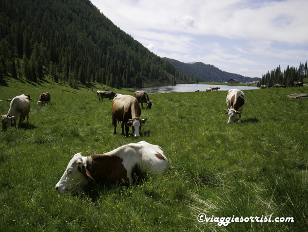 lago di calaita mucche