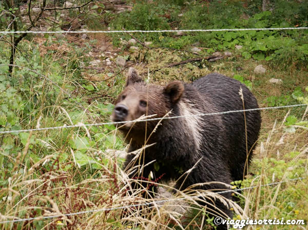 area faunistica dell'orso bruno